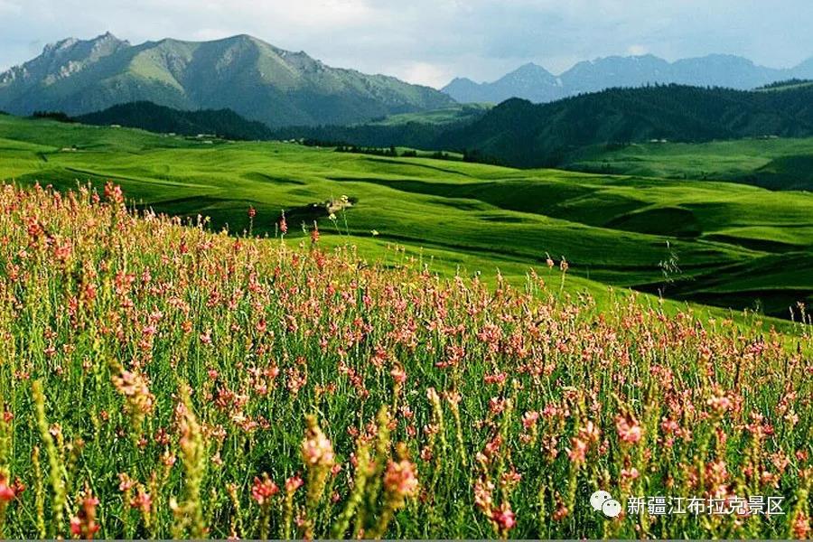 江布拉克花海子